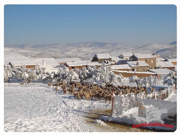 Ovejas en la nevada